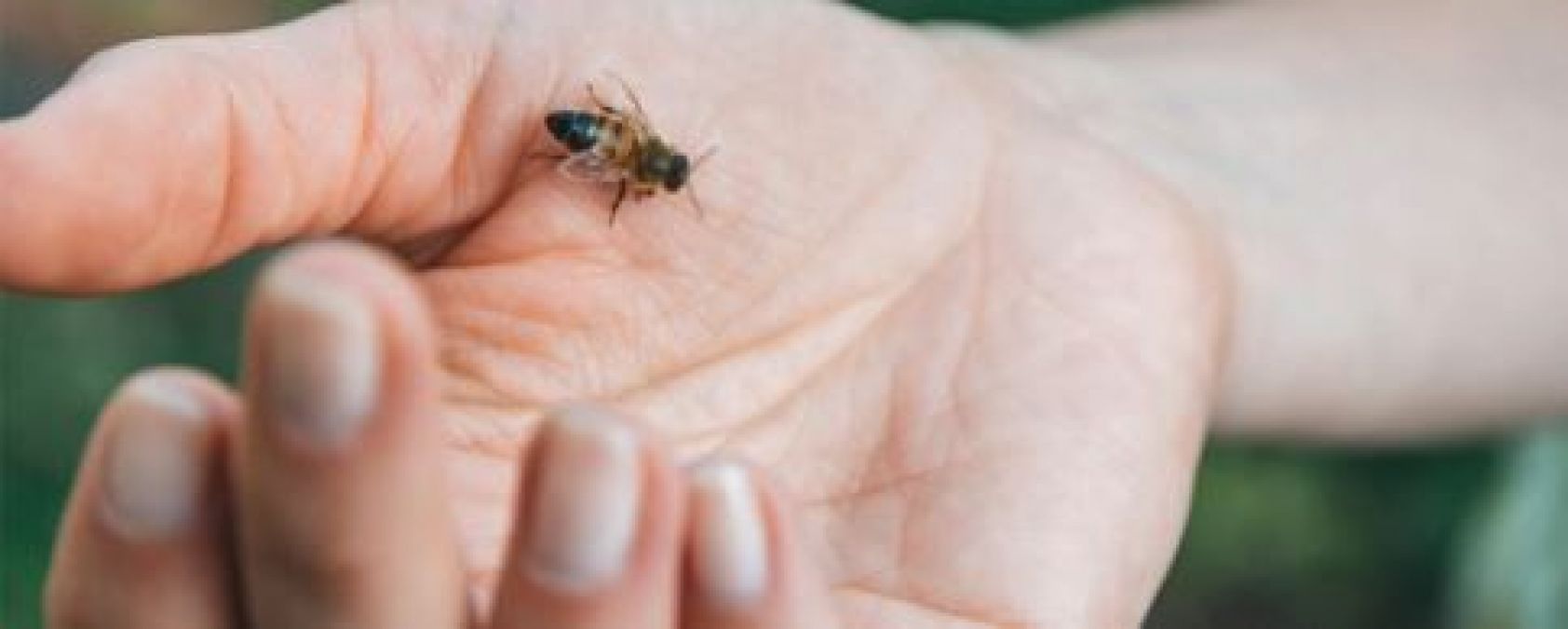 If a bee bites then do not panic, but follow these home remedies