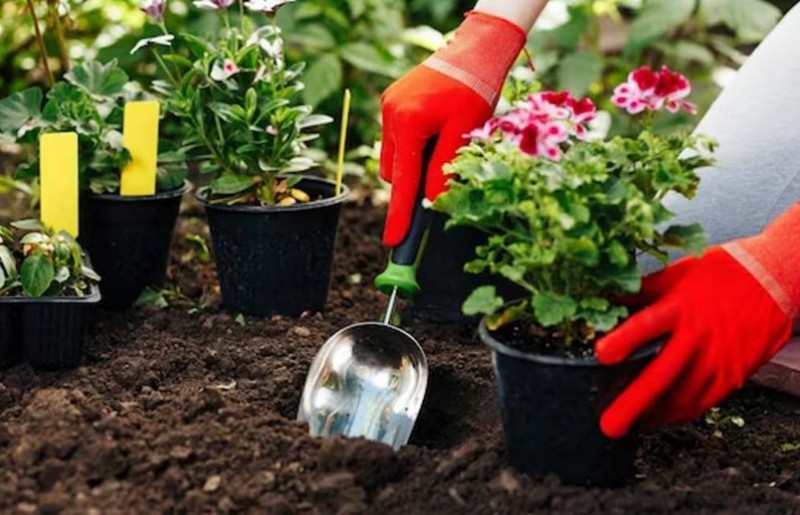 How to Ensure Balcony Plants Stay Healthy Even in Heavy Rain: Follow These Tricks