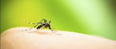 Try these home remedies to get rid of mosquito