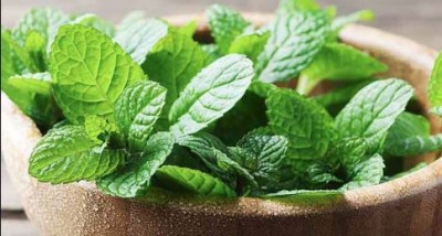Know amazing health benefits of Mint