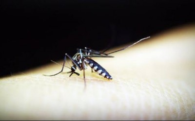 इन प्लांटस को घर में रखने से नहीं आएंगे डेंगू- मलेरिया के मच्छर