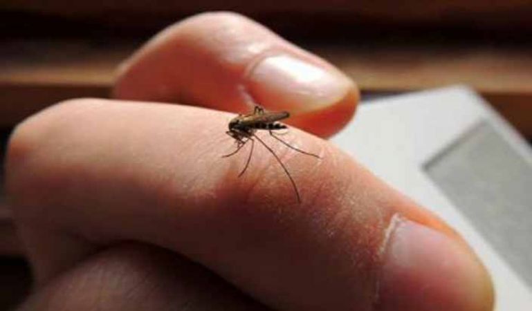 मच्छरों से छुटकारा पाने के लिए कैमिकल को कहें गुडबॉय, आजमाएं ये घरेलू नुस्खे