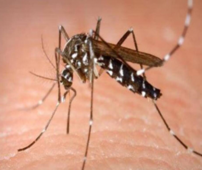 Avoid mosquito bite itch in this way, you will get instant relief