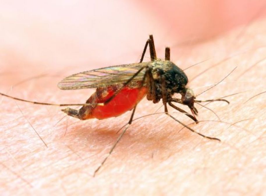 घरेलु तरीकों से करें मलेरिया का इलाज, ऐसे रखें ध्यान