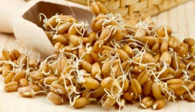 Eating sprouted garlic has many benefits, know you too