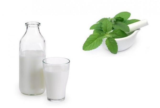 दूध में तुलसी के पत्ते डालकर पीने से दूर होंगी कई बीमारियां