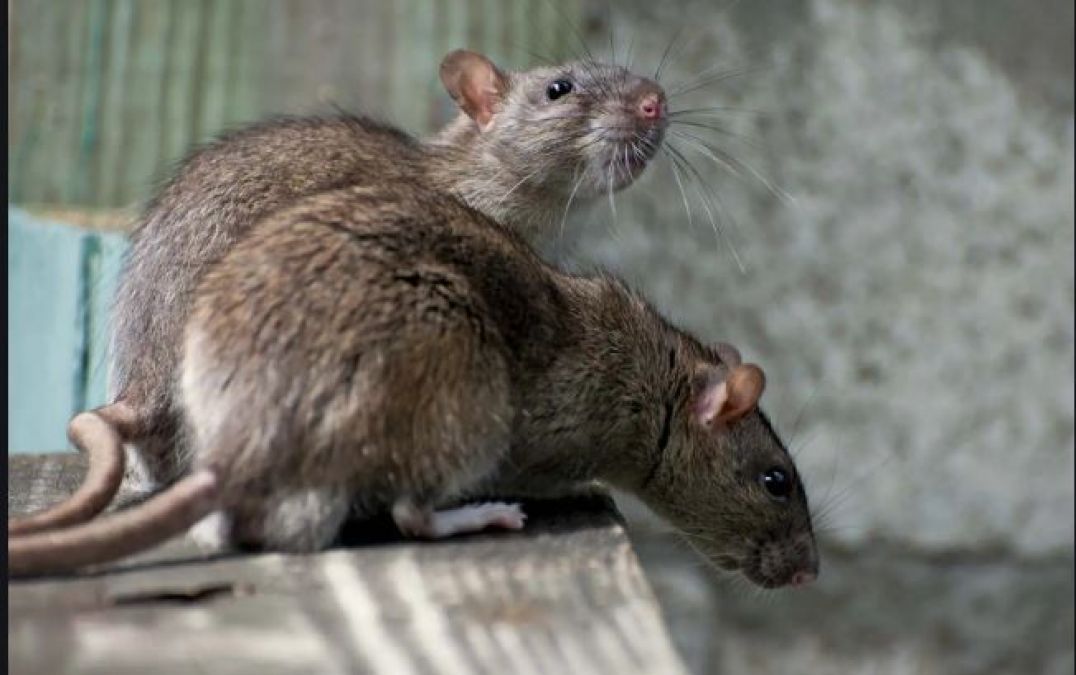 Troubled from rats, get rid with these home remedies