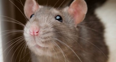 Troubled from rats, get rid with these home remedies