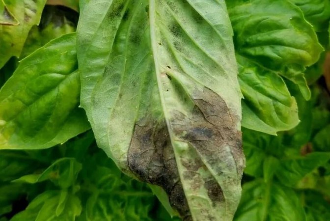 If Basil Leaves Turn Black, Here's How to Restore Their Green Color with These Tricks