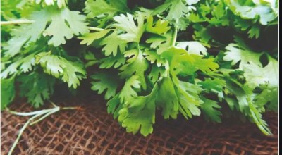 Follow these tips to keep coriander fresh for a long time