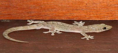Know easiest ways to drive lizards out of the house