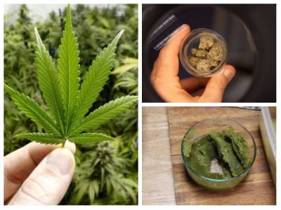 Cannabis will protect you from corona infection, shocking revelation in study