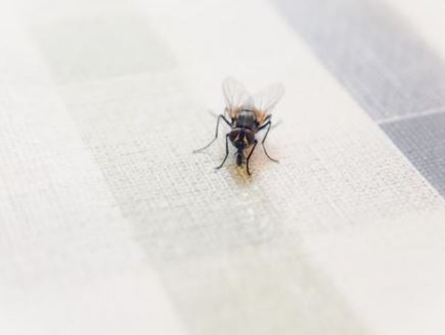 बरसात में परेशान कर रही मक्खियां तो ऐसे पाएं छुटकारा