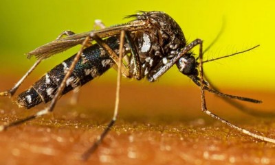 Follow These Easy Ways to Drive Away Mosquitoes and Get Relief