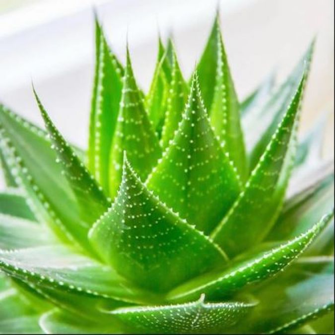 Aloe vera also posses negative effect, read here