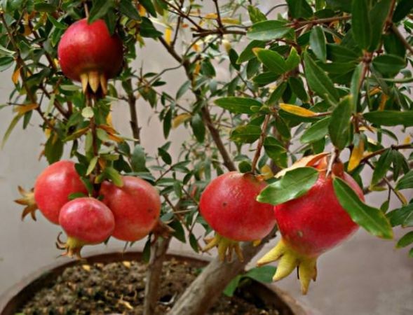 Now it is easier to plant fruit plants in pots, know the methods