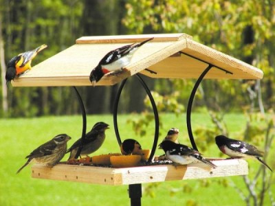 Pet tips: Ways to keep clean the bird feeder