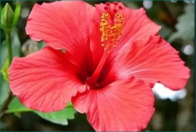 Use Hibiscus flower to get red hair