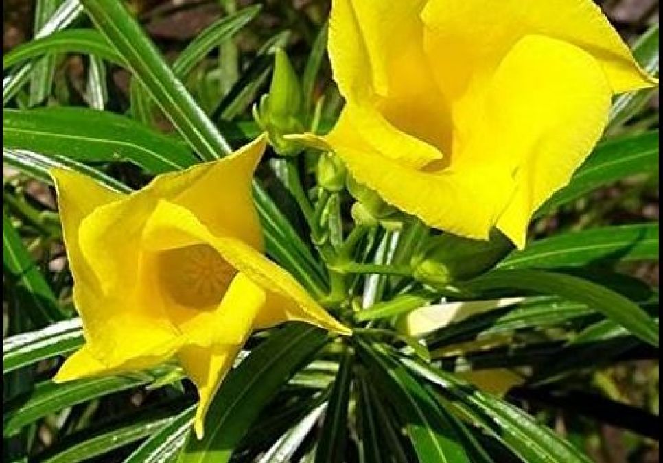 oleander leaves can eliminate joint pain, use this way