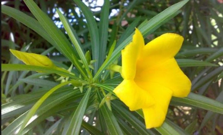 oleander leaves can eliminate joint pain, use this way