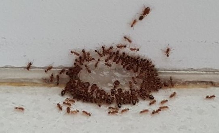 Follow These Easy and Effective Ways to Drive Away Ants During the Rainy Season