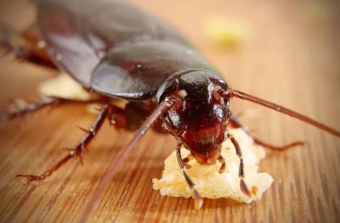 Have Cockroaches in the Kitchen? Get Rid of Them with These Home Remedies