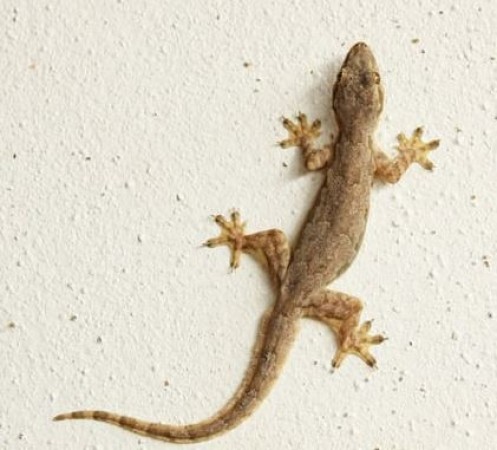 How to Drive Lizards Out of the House: Try These Remedies
