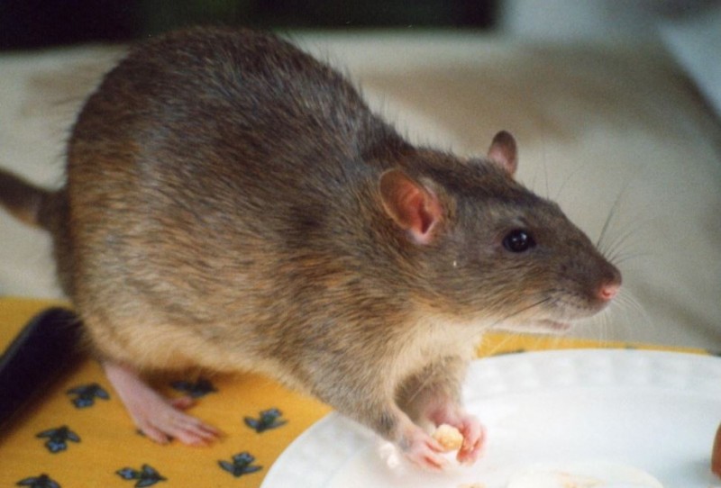 How to Get Rid of Rats Creating Panic in Your House: Use These Remedies