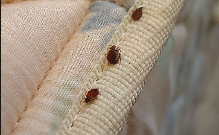 If bed bugs are hidden in the bed, then follow these 2 most effective home remedies