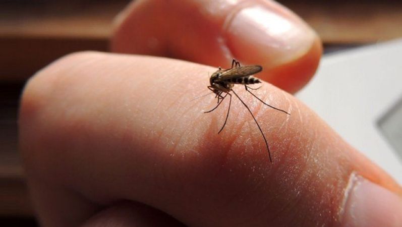 जानिए क्या है मच्छरों को घर से भगाने के घरेलू नुस्खे