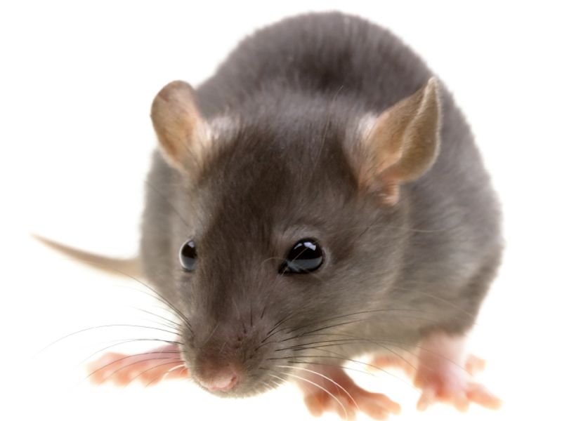 घर से चूहों को भगाने के आसान उपाय