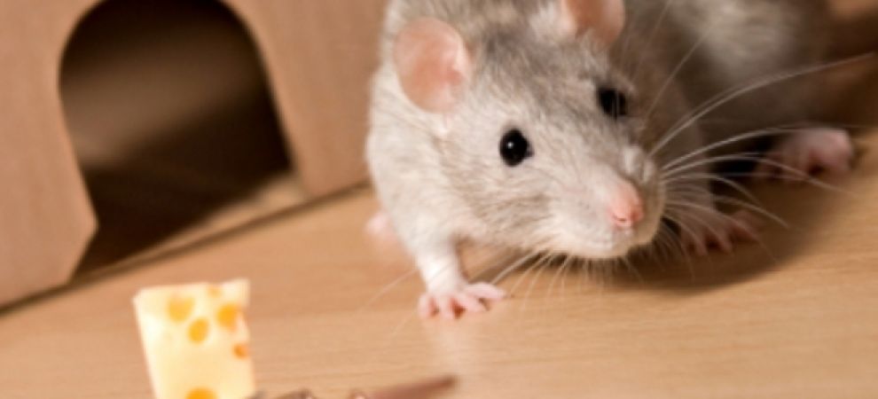 जानिए चूहों को घर से भगाने के घरेलू नुस्खे