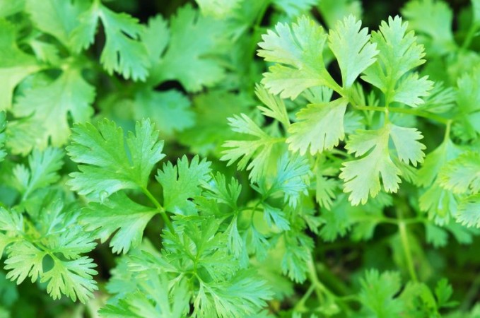 Green coriander leaves can remove kidney stone problem