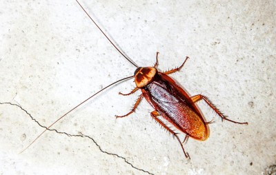 Cockroaches Are Coming Out of Every Corner of the House? Here's How to Eliminate Them
