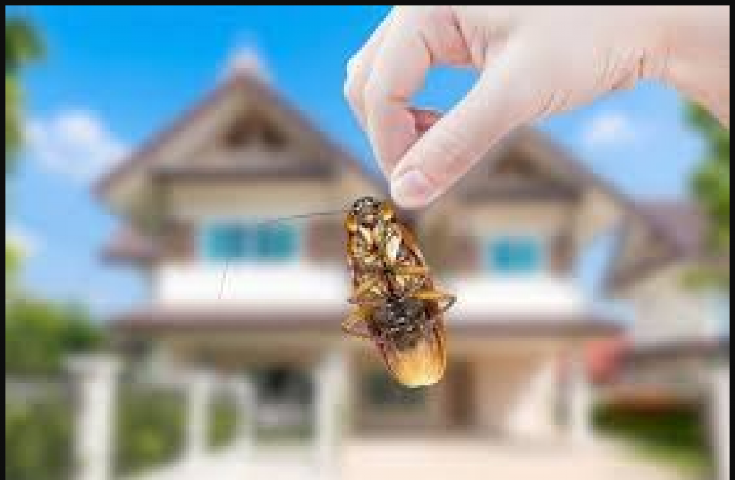 Try these home remedies to get rid of cockroaches