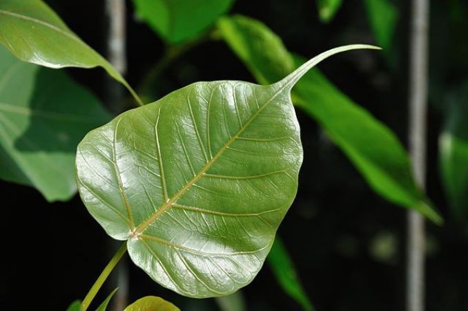 Now treat Asthma-like disease with peepal's leaves