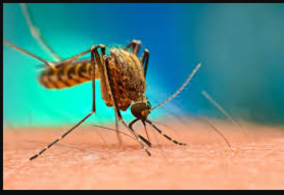 This home remedy is effective in the treatment of Dengue