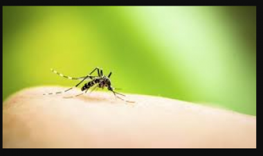 Home remedies to keep away dengue flies