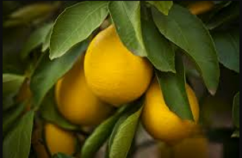 Lemon is also used in fever, know its benefits