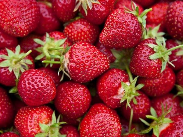सेहत के लिए फायदेमंद होती है स्ट्रॉबेरी