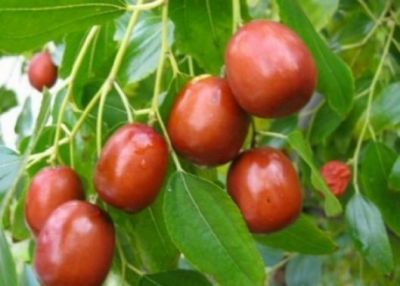 Jujube leaf is beneficial for reducing belly fat
