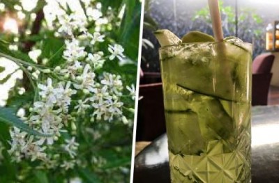 Neem flower syrup is most beneficial in summer, make it like this
