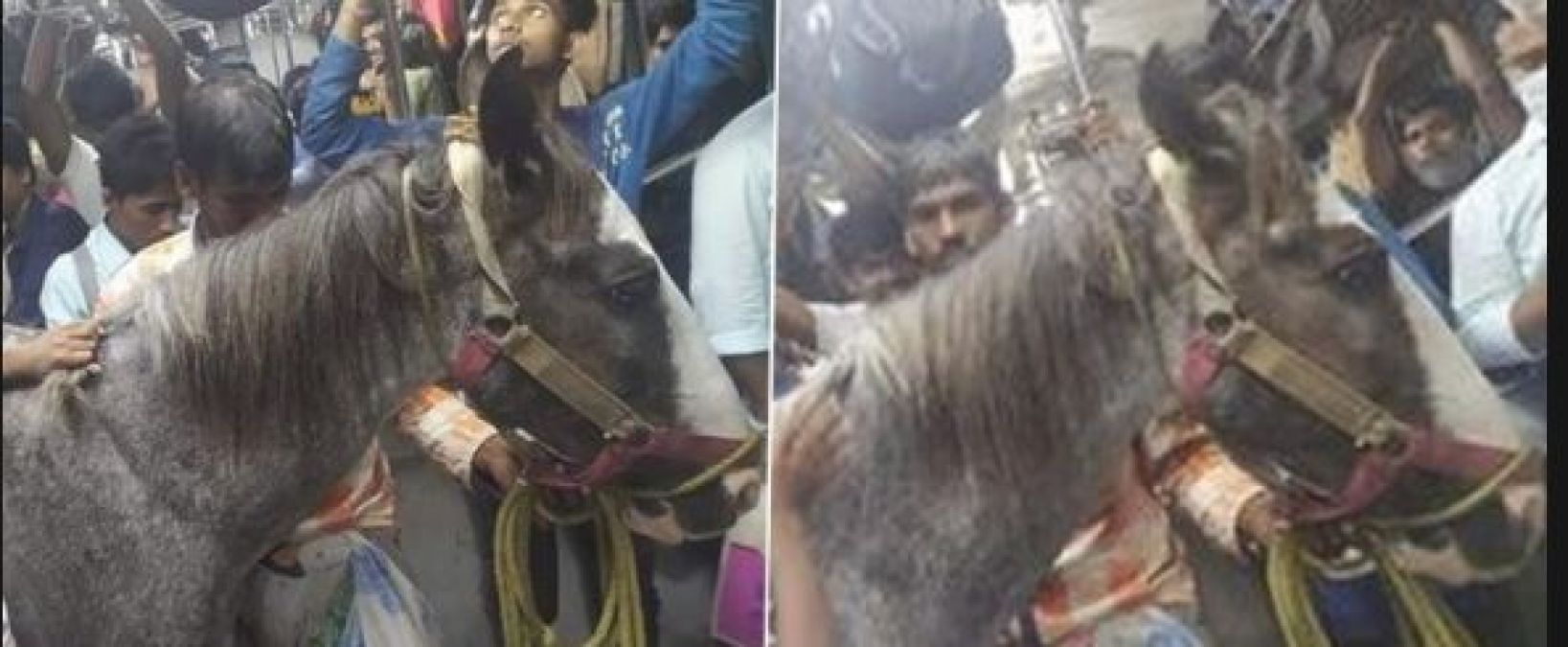 Horse travels in local train, railways said this when picture goes viral