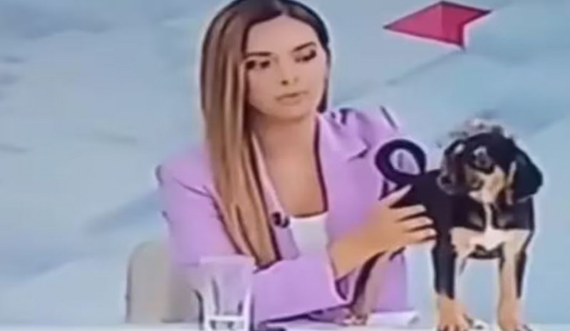 LIVE टीवी पर कुत्ते ने महिला एंकर के साथ कर दी ऐसी हरकत, हो गई शर्मसार
