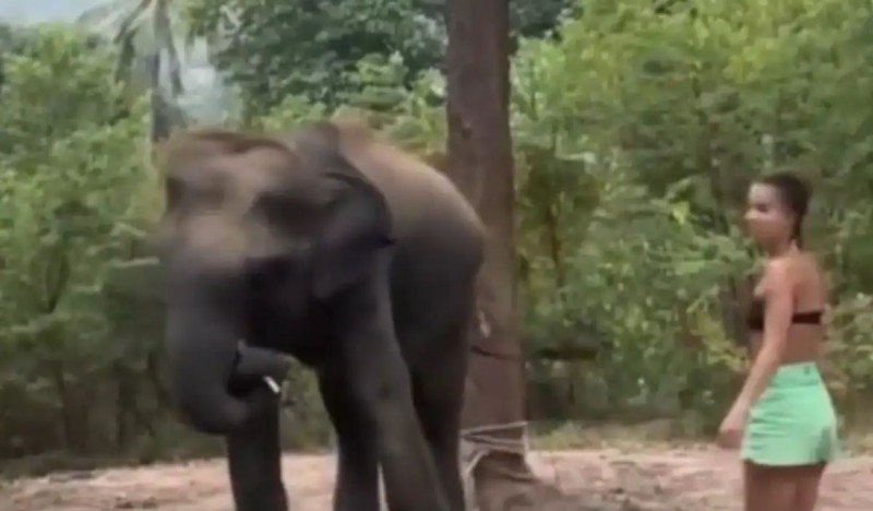 हाथी के बच्चे के नजदीक जाना महिला को पड़ा भारी,जानिये कैसे बची जान ,वीडियो हुआ वायरल