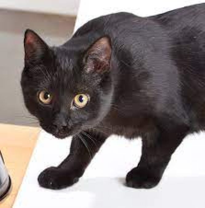 This country consider black cat a boon, know why