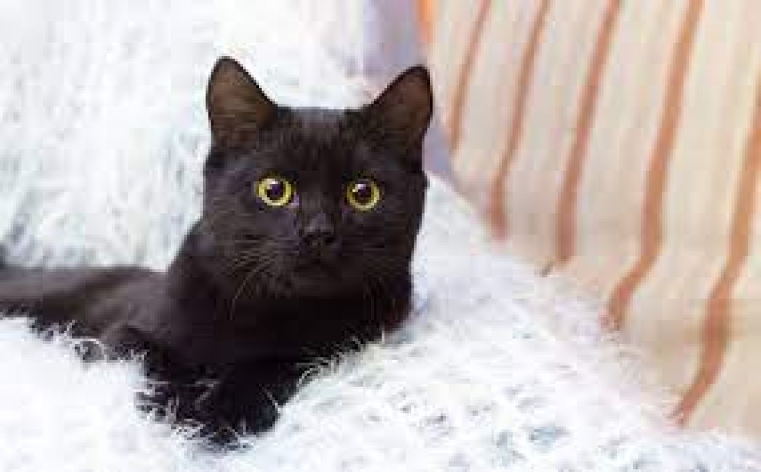 This country consider black cat a boon, know why