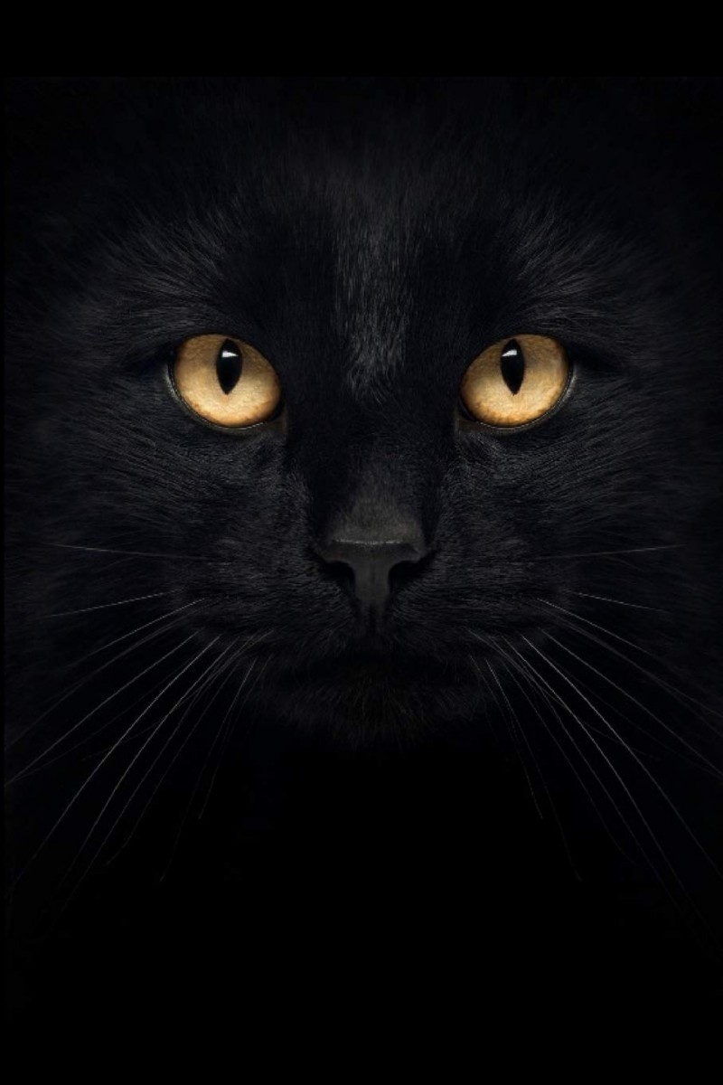 काली बिल्ली को वरदान मानते हैं ये देश, जानिए वजह
