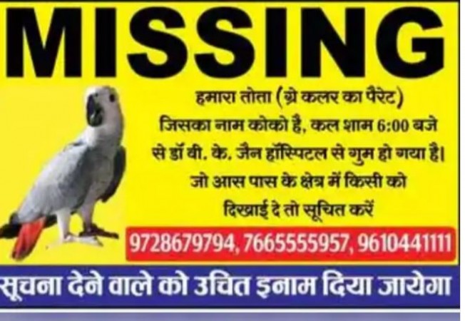 Doctor Sahib will give a reward of 1 lakh for finding a parrot, know what is the whole matter.