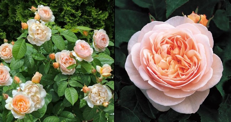 This Rose Is Pricier Than a Car - You'll Be Surprised by the Price